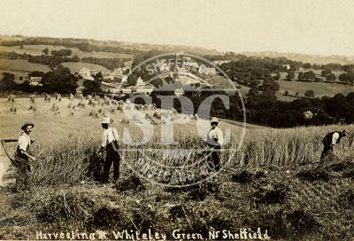 Harvesting at Whiteley Green, Sheffield