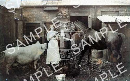 Pig and horse at Loxley.