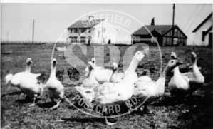 Flock of Geese, Rhosneigr