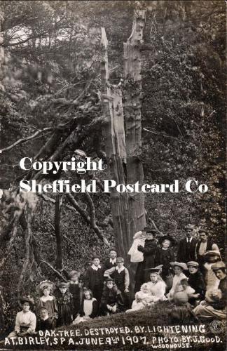 spc619: Oak Tree destroyed by Lightning, Birley Spa.