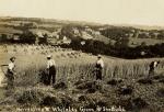 spc00076: Harvesting at Whiteley Green, Sheffield