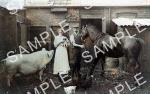 spc00220: Pig and horse at Loxley.