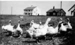 spc00430: Flock of Geese, Rhosneigr
